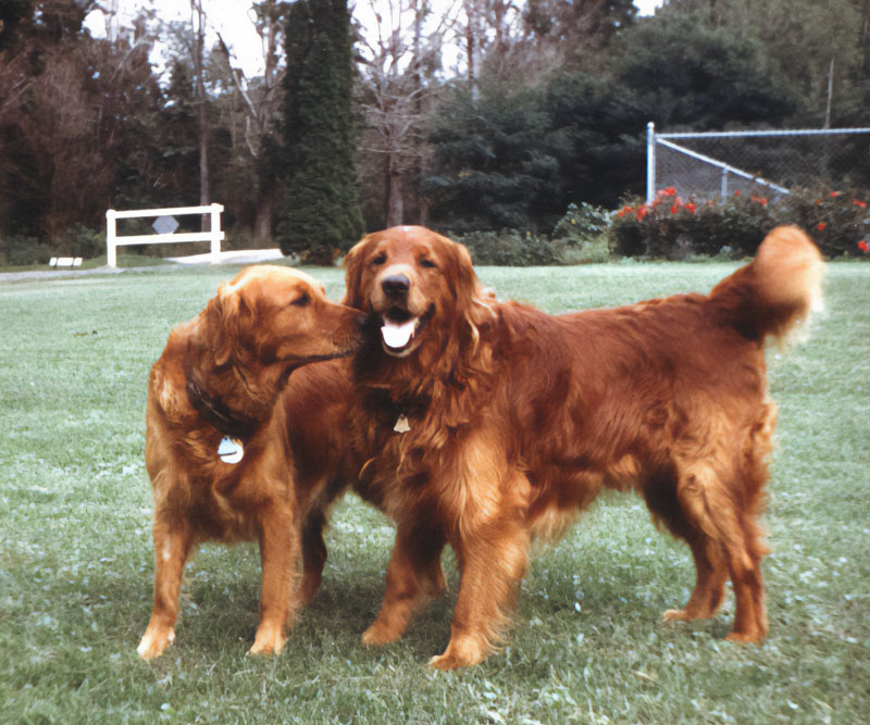golden retrievers